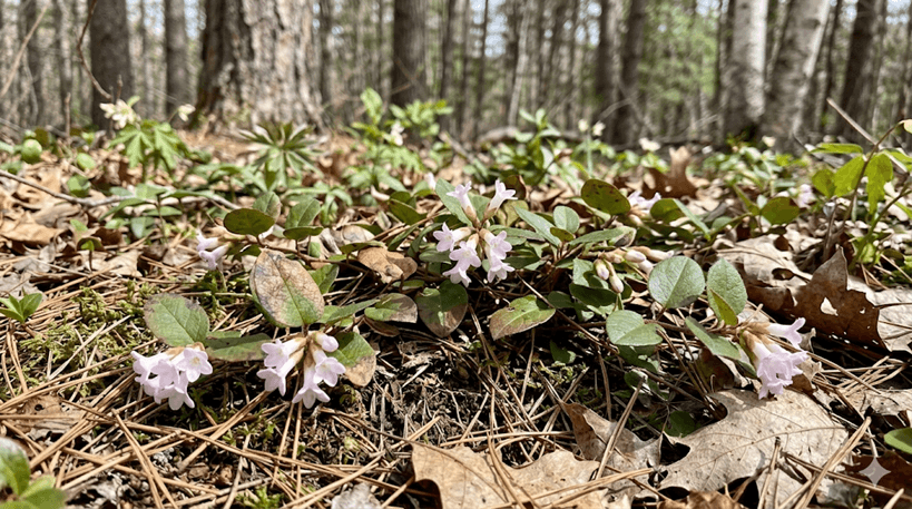 Trailing Arbutus